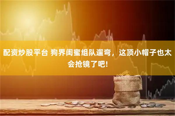 配资炒股平台 狗界闺蜜组队遛弯，这顶小帽子也太会抢镜了吧!